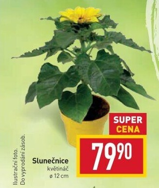 Slunečnice - Hellianthus