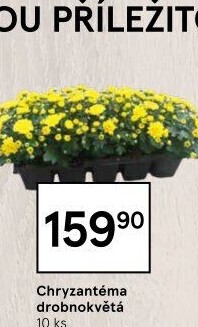 Chrysanthemum - Chryzantéma