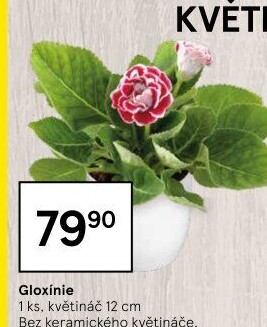 Gloxinie