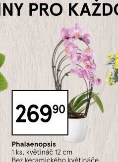 Orchidej