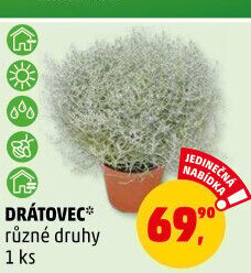 Drátovec - Krásnohlávek - Calocephalus