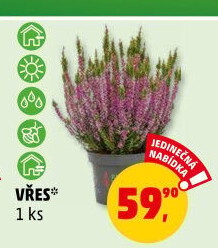 Vřes - Calluna