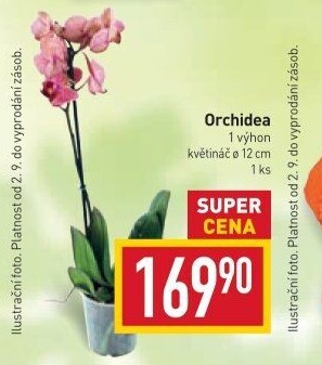 Orchidej