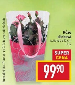 Růže