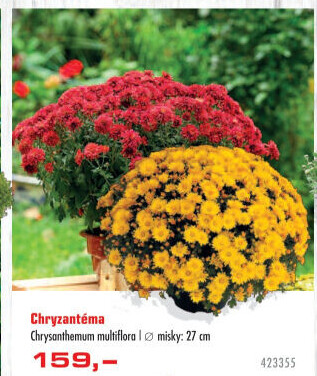 Chrysanthemum - Chryzantéma