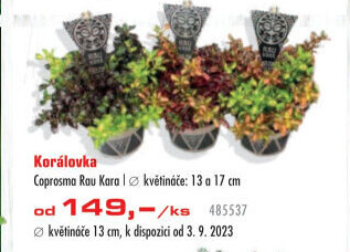 Korálovka - Coprosma