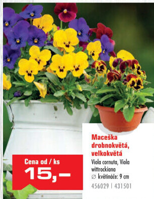 Maceška - Viola