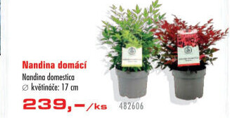 Nandina domácí - Nandina domestica
