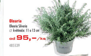 Olearia Silveria