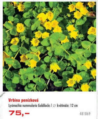 Vrbina penízková - Lysimachia nummalaria Goldilocks
