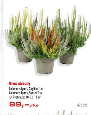 Vřes - Calluna