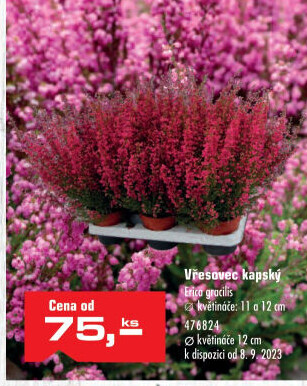 Vřesovec - Erica