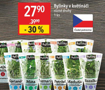 Bylinky v květináči Bylinky s.r.o.