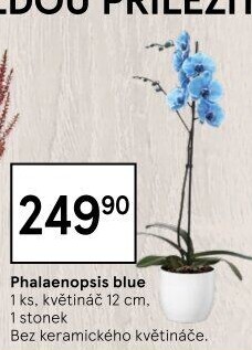 Orchidej
