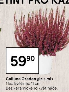 Vřes - Calluna