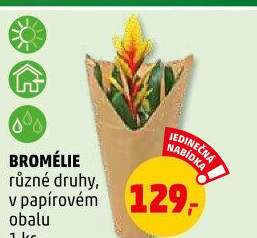 Bromelia