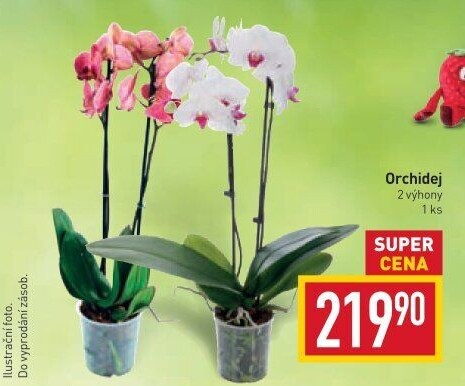 Orchidej