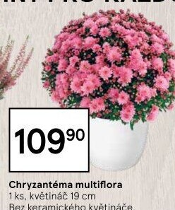 Chrysanthemum - Chryzantéma