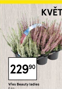 Vřes - Calluna