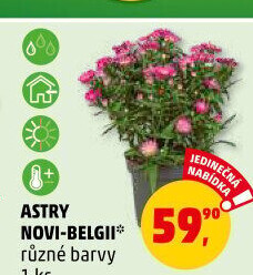 Hvězdnice - Aster
