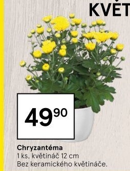 Chrysanthemum - Chryzantéma