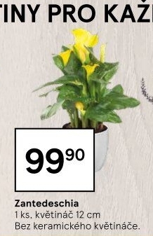 Zantedeschia - Kornoutovka