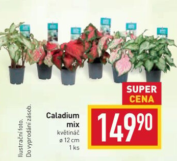 Kaládium - Caladium