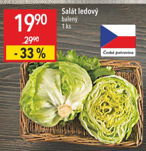 Salát ledový