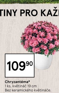 Chrysanthemum - Chryzantéma