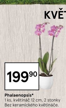 Orchidej