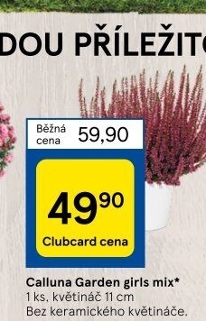 Vřes - Calluna