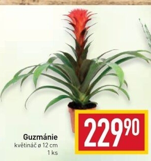 Guzmánie