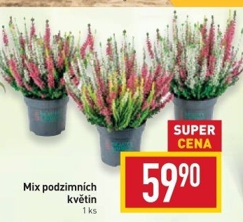 Mix kvetoucích rostlin