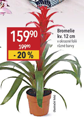 Bromelia