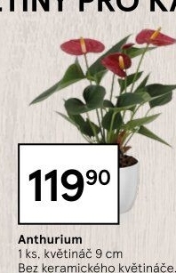 Anthurium - Toulitka