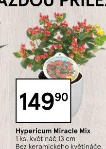 Hypericum - Třezalka