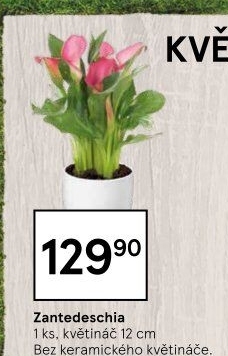 Zantedeschia - Kornoutovka