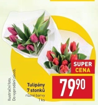 Řezané tulipány