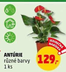 Anturie