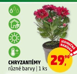 Chrysanthemum - Chryzantéma