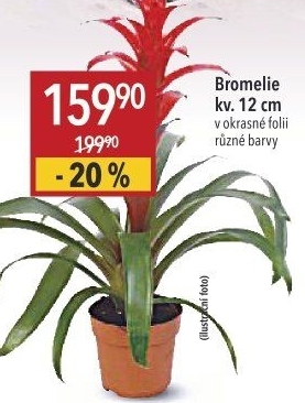 Bromelia