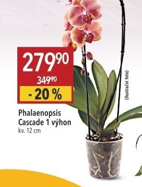 Orchidej