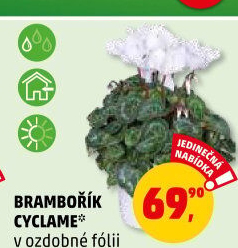 Cyclamen - Brambořík