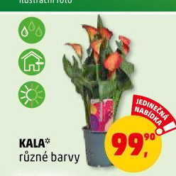 Kala - Calla