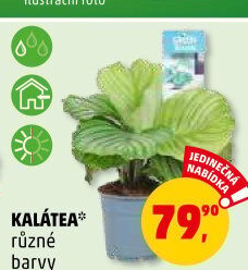 Kalatea - Calathea