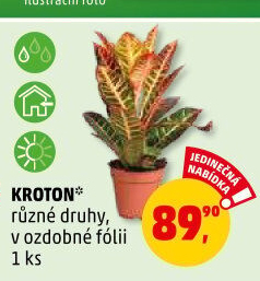 Croton - Kroton