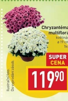 Chrysanthemum - Chryzantéma