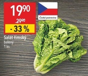 Salát římský