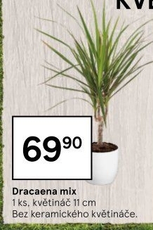 Dracena