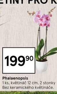 Orchidej